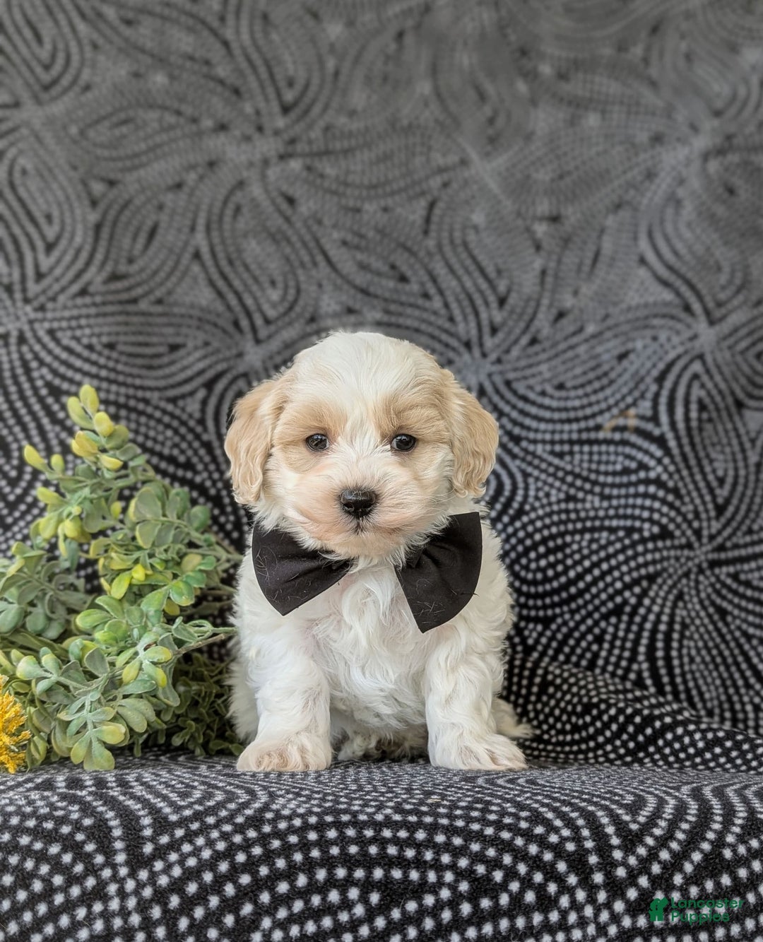 Maltipoo dogs for sale: Wendell - Image 3
