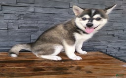 Pomsky dogs for sale: Sadie - Image 2