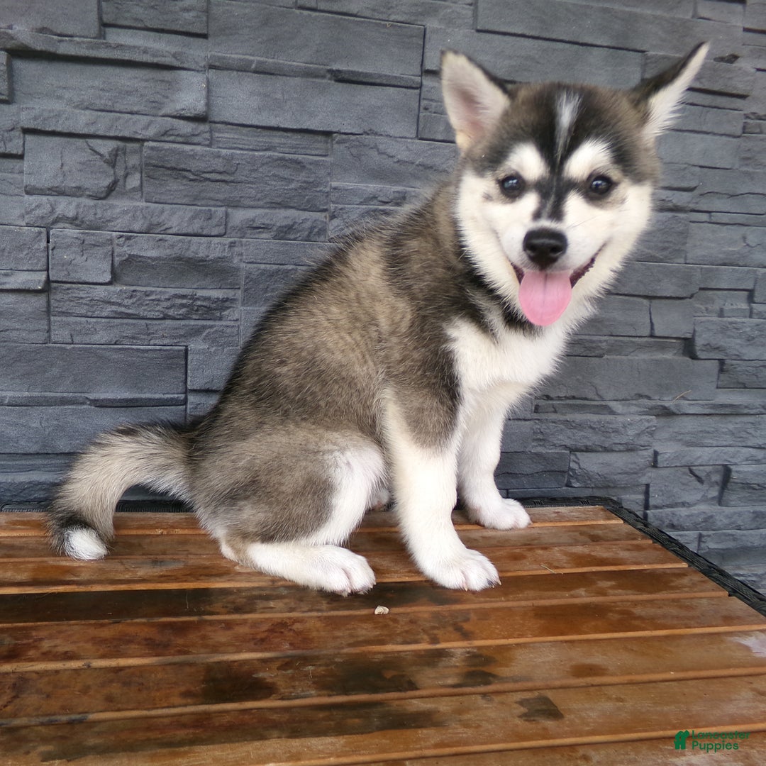 Pomsky dogs for sale: Sadie - Image 2