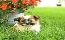 Pomeranian dogs for sale: Ocean - Image 2