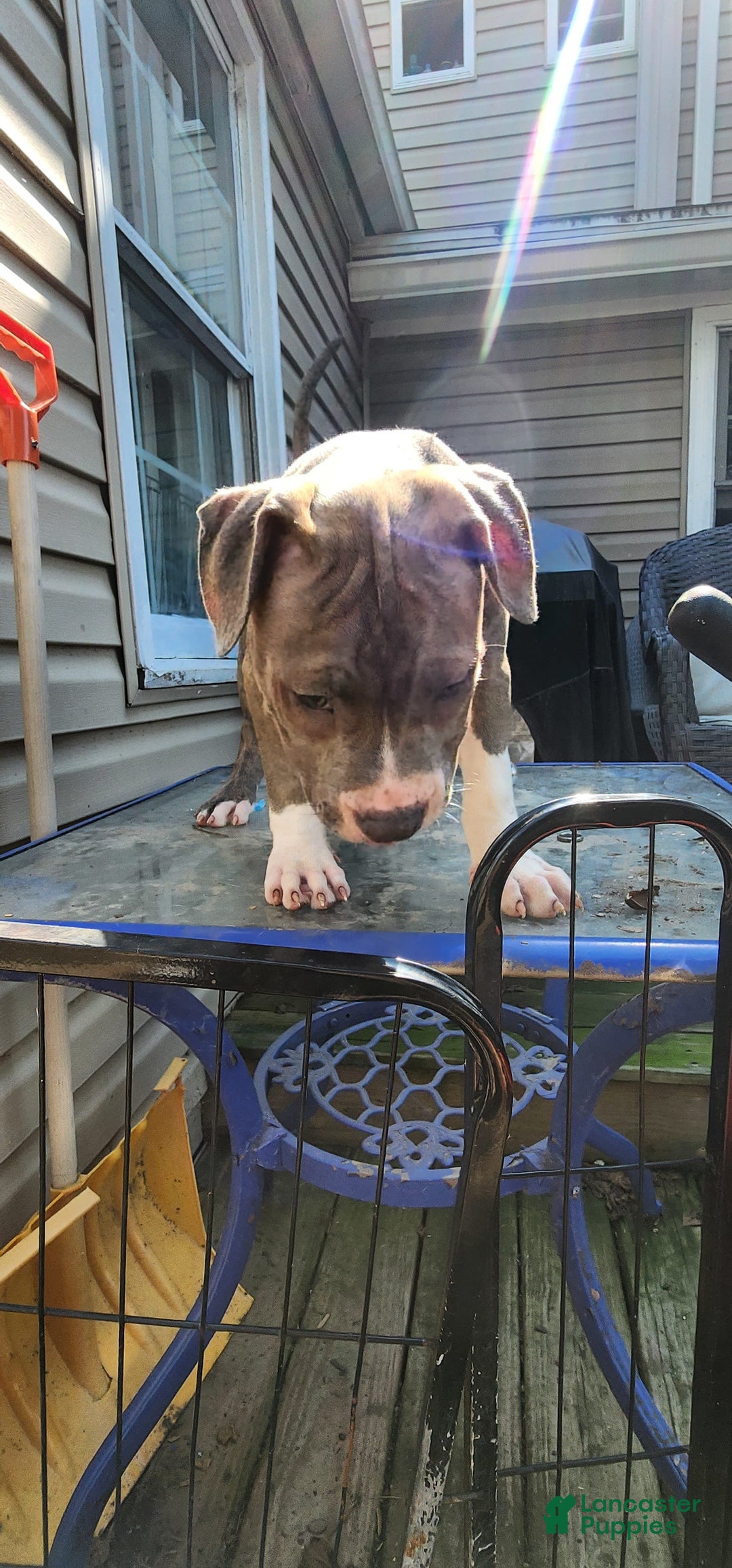 American Bully dogs for sale: Athena - Image 6