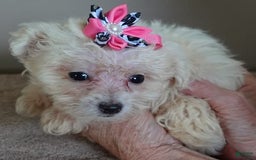 Maltipoo dogs for sale: Amara - Image 19