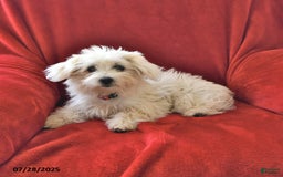 Maltese dogs for sale: Stardust - Image 4