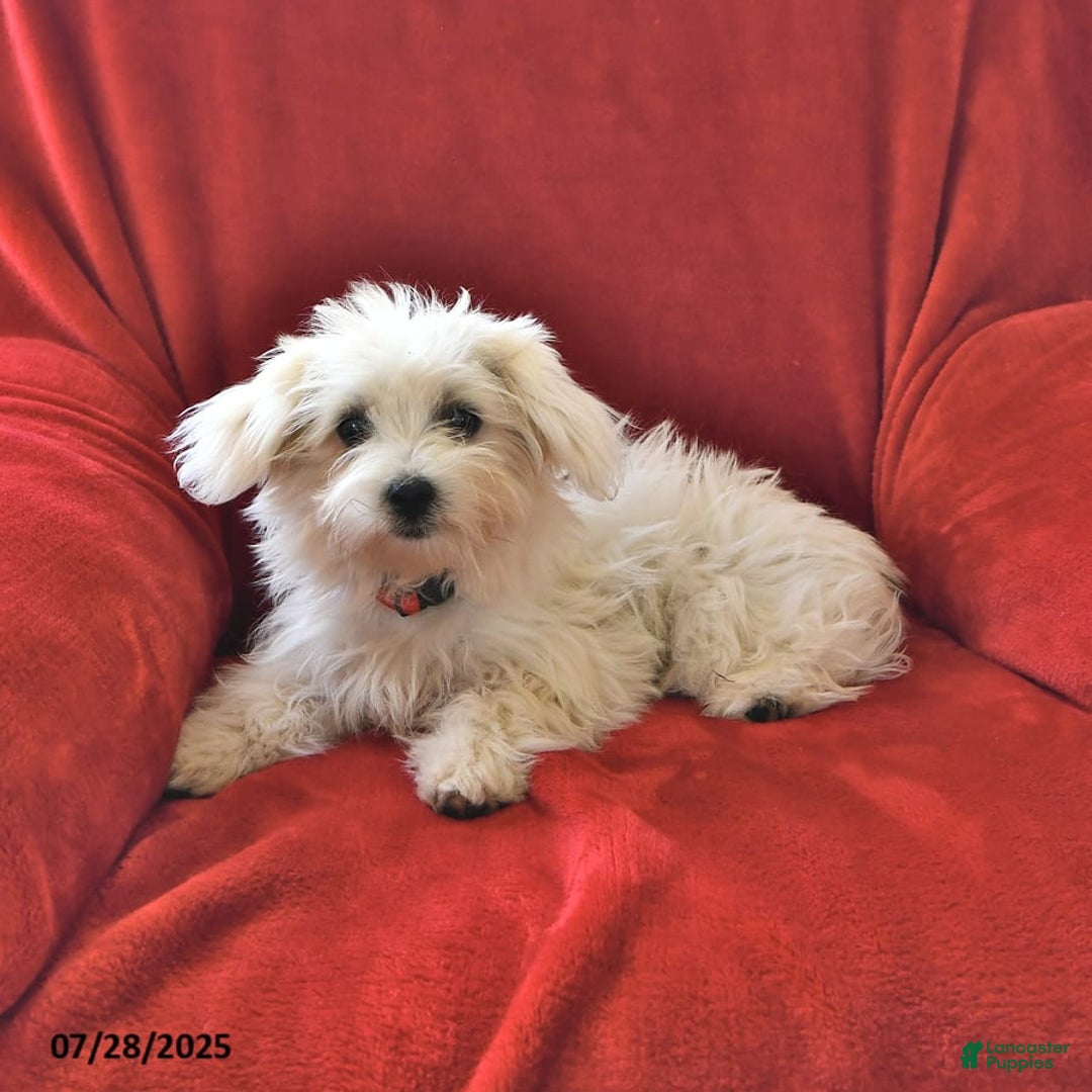 Maltese dogs for sale: Stardust - Image 4
