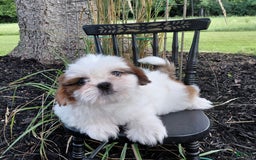 Shih Tzu dogs for sale: Timber - Image 5