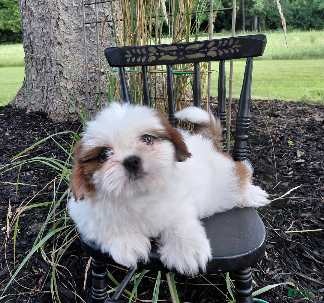 Shih Tzu dogs for sale: Timber - Image 5