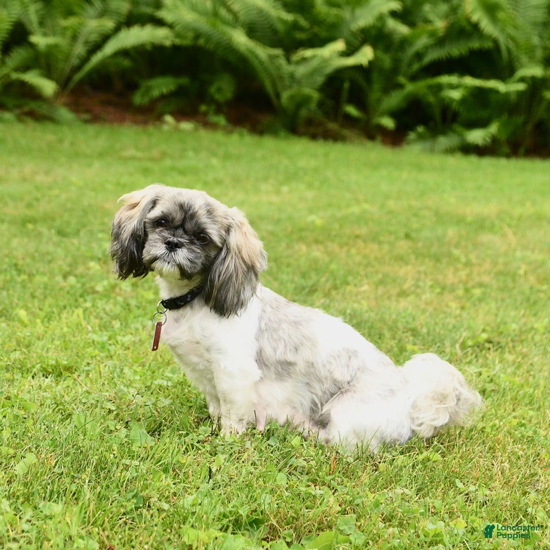 Shihpoo dogs for sale: Jasper - Image 7