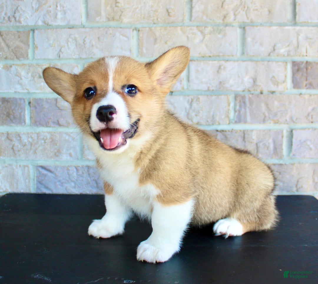 Welsh Corgi Pembroke dogs for sale: Bear - Image 4
