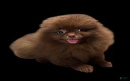 Pomeranian dogs for sale: Twix - Image 17