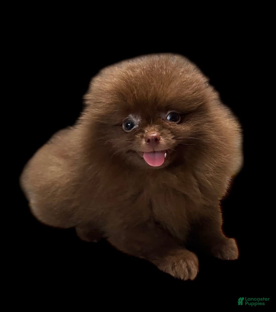 Pomeranian dogs for sale: Twix - Image 17