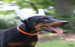 Doberman Pinscher dogs for sale: Storm - Image 7