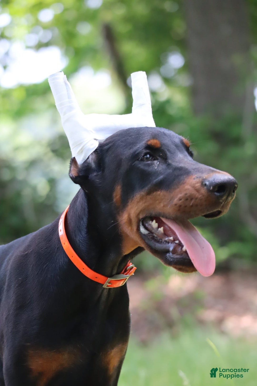 Doberman Pinscher dogs for sale: Storm - Image 7