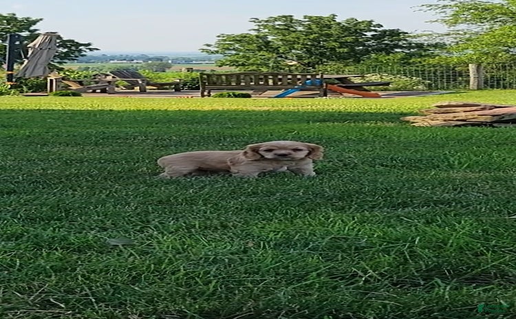 Cocker Spaniel dogs for sale - Ad 5