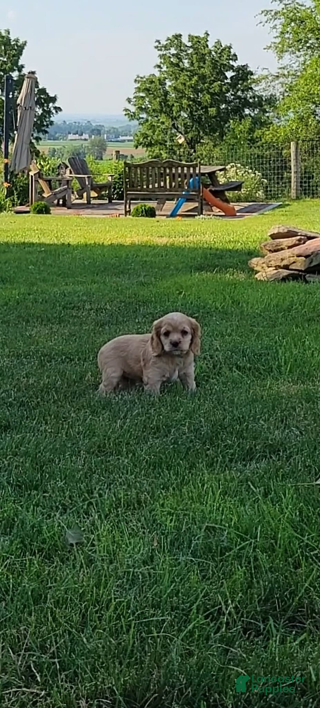 Cocker Spaniel dogs for sale: Brooke - Image 1