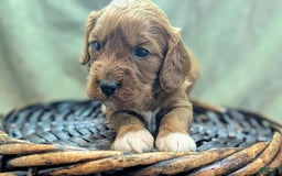 Cavapoo dogs for sale: Garrett - Image 15