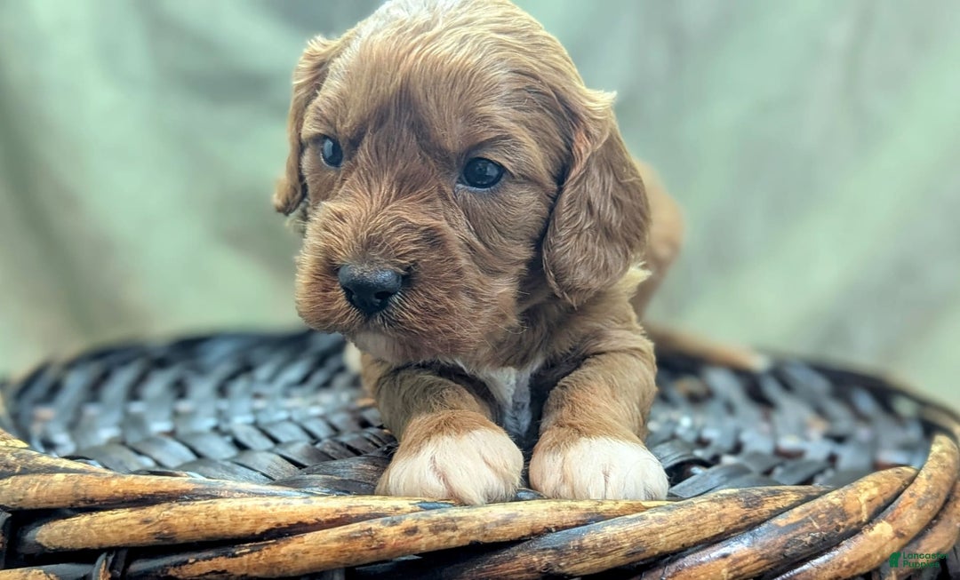 Cavapoo dogs for sale: Garrett - Image 15