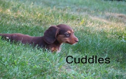 Dachshund dogs for sale: Cuddles - Image 1