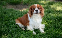 Cavalier King Charles Spaniel dogs for sale: Princess - Image 9