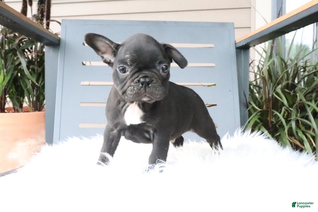 Frenchton dogs for sale: Ollie - Image 6