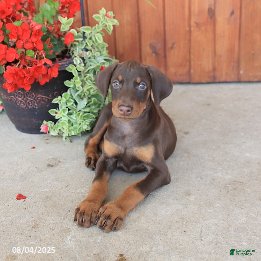 Doberman Pinscher dogs for sale: Daisy - Image 2