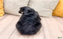 Australian Shepherd dogs for sale: Oscar - Image 2