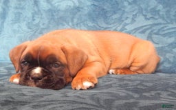 Boxer dogs for sale: Carin - Image 8
