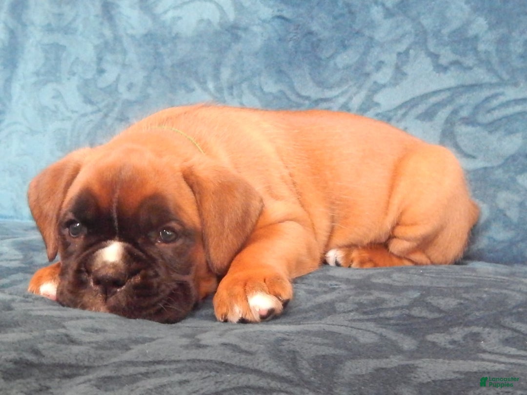 Boxer dogs for sale: Carin - Image 8