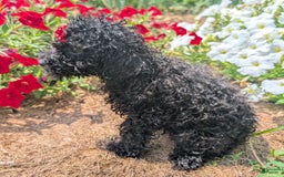 Toy Poodle dogs for sale: Ember - Image 7