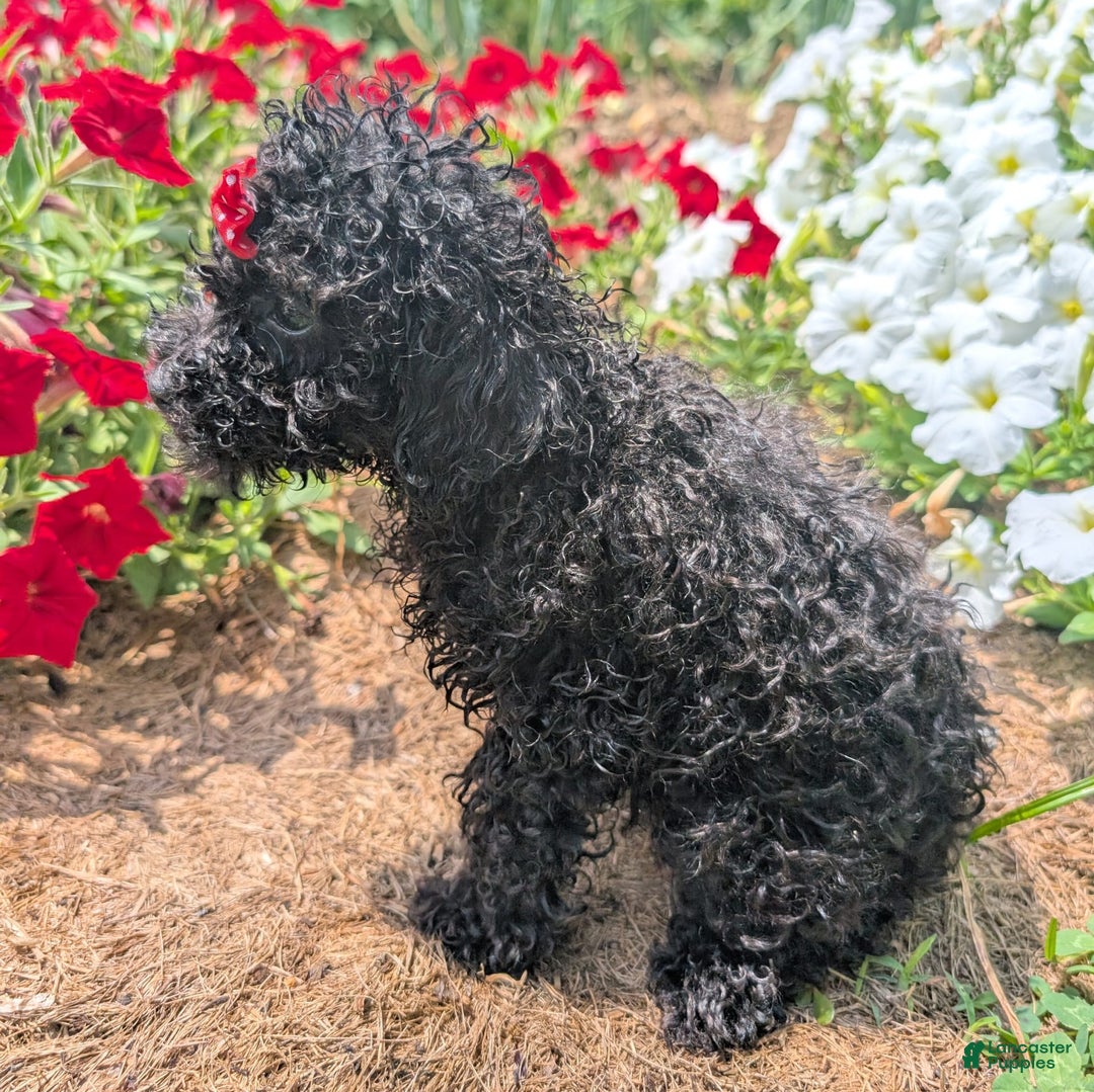 Toy Poodle dogs for sale: Ember - Image 7