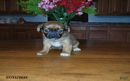 Chihuahua dogs for sale: Diana - Image 1