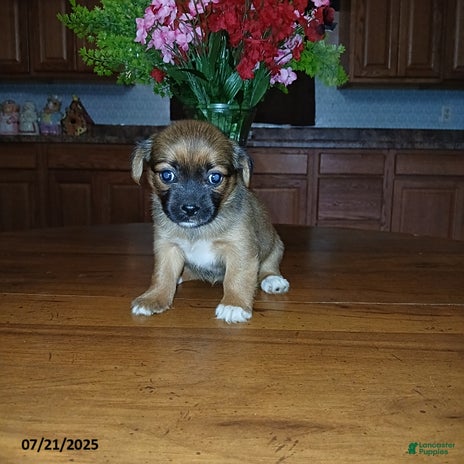 Chihuahua dogs for sale - Ad 3