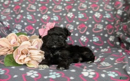 Morkie dogs for sale: Zoie Hypoallergenic - Image 9