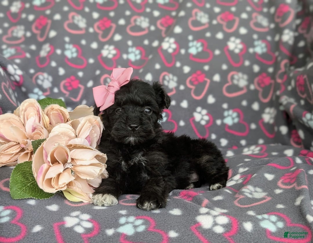 Morkie dogs for sale: Zoie Hypoallergenic - Image 9