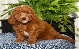 Miniature Poodle dogs for sale: Zuri - Image 4