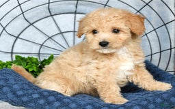 Bichpoo dogs for sale: Nora - Image 9