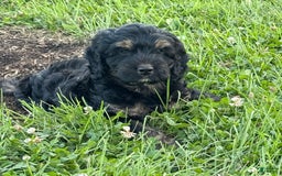 Cockapoo dogs for sale: Diva - Image 2
