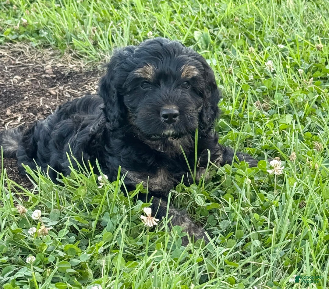 Cockapoo dogs for sale: Diva - Image 2