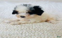 Mini Bernedoodle dogs for sale: Nutter Butter - Image 4