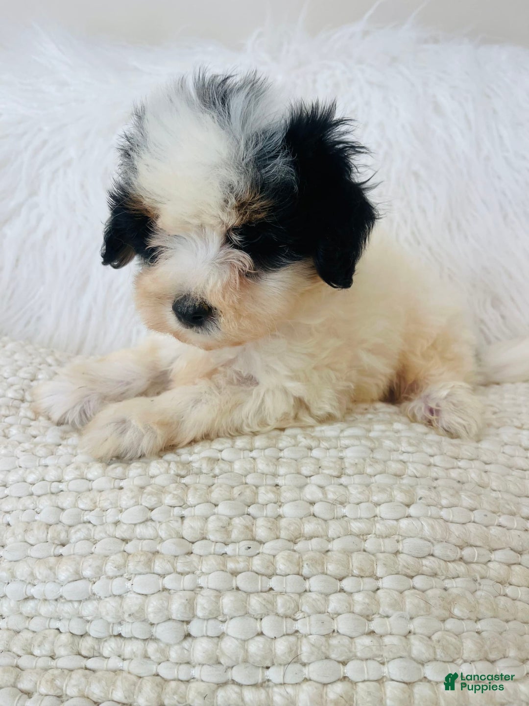 Mini Bernedoodle dogs for sale: Nutter Butter - Image 4
