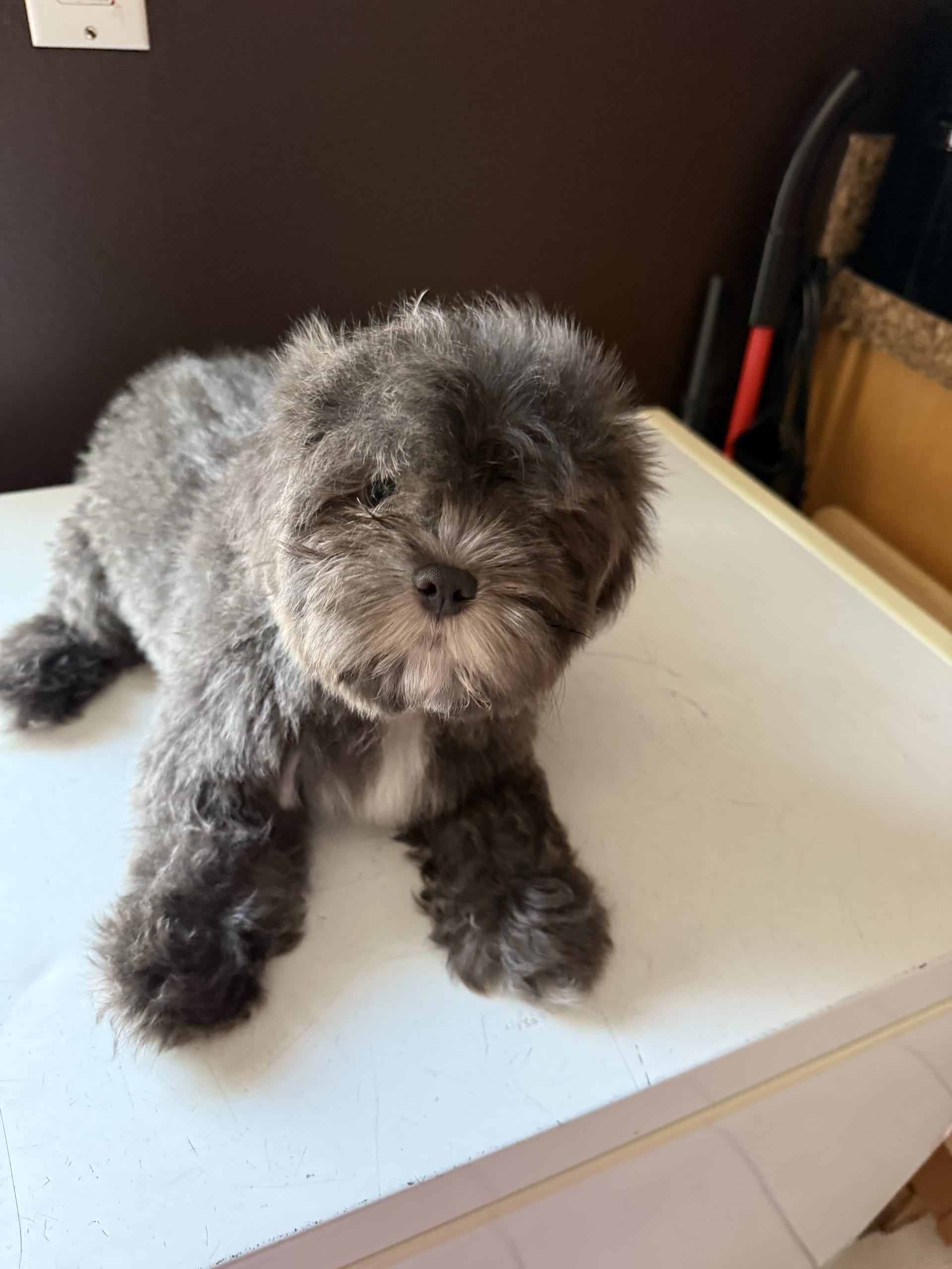 Shih Tzu dogs for sale: Ash - Image 1