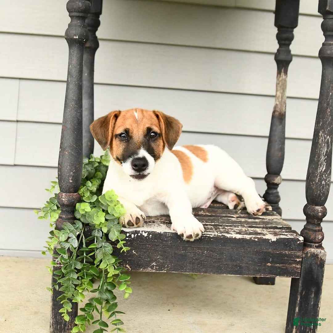 Jack Russell Terrier dogs for sale: Licorice - Image 4
