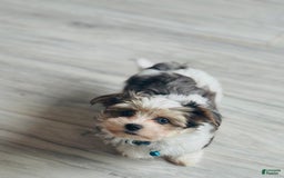 Yorkshire Terrier dogs for sale: Berry - Image 4