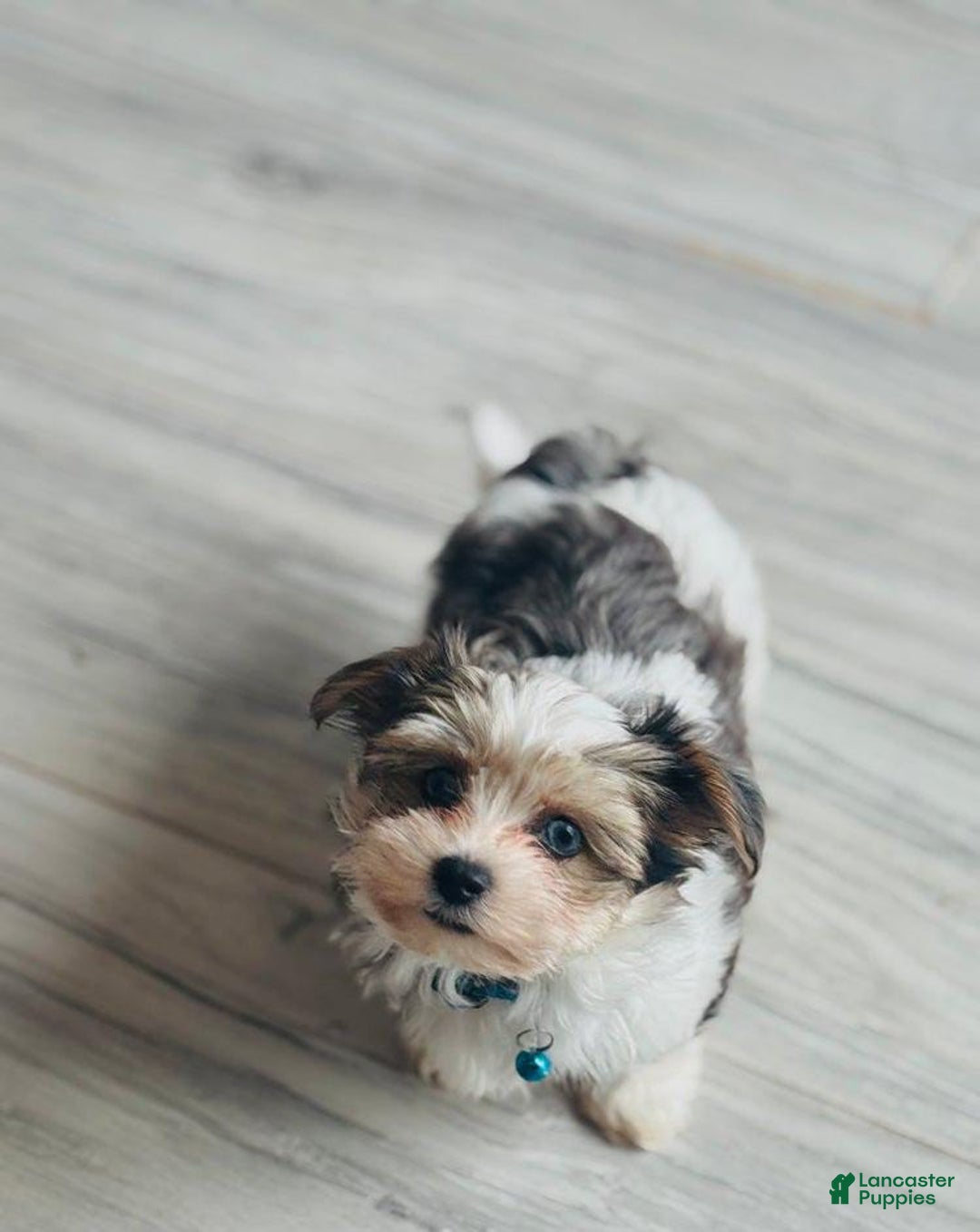 Yorkshire Terrier dogs for sale: Berry - Image 4