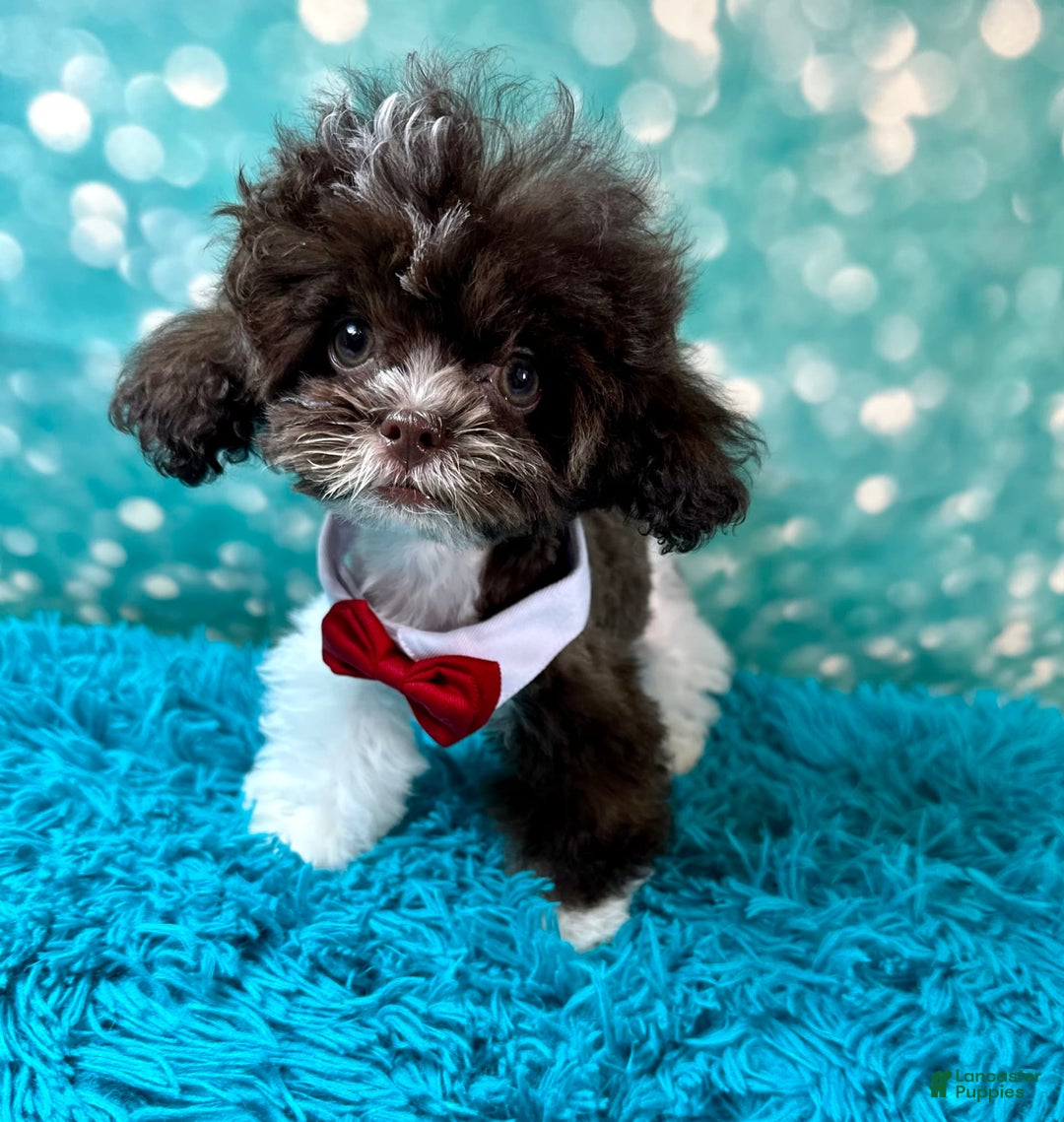 Shihpoo dogs for sale: Lil Alfie - Image 8
