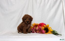 Mini Goldendoodle dogs for sale: Balloon - Image 4