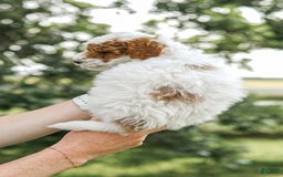 Mini Goldendoodle dogs for sale: Red Collar - Image 4