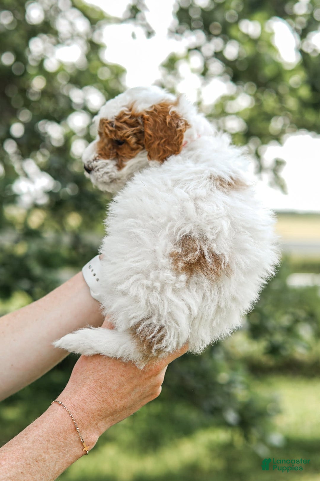 Mini Goldendoodle dogs for sale: Red Collar - Image 4