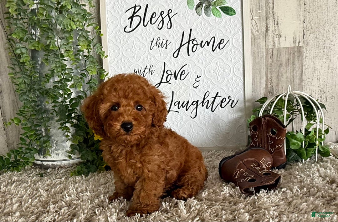 Toy Poodle dogs for sale: Kenzo - Image 4