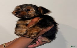 Yorkshire Terrier dogs for sale: Stella - Image 1