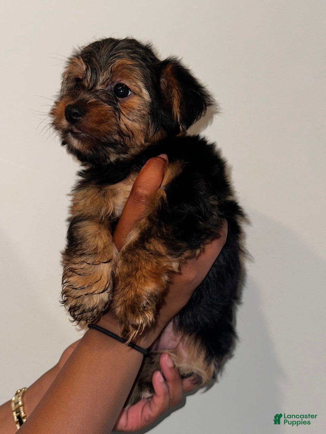 Yorkshire Terrier dogs for sale: Stella - Image 1